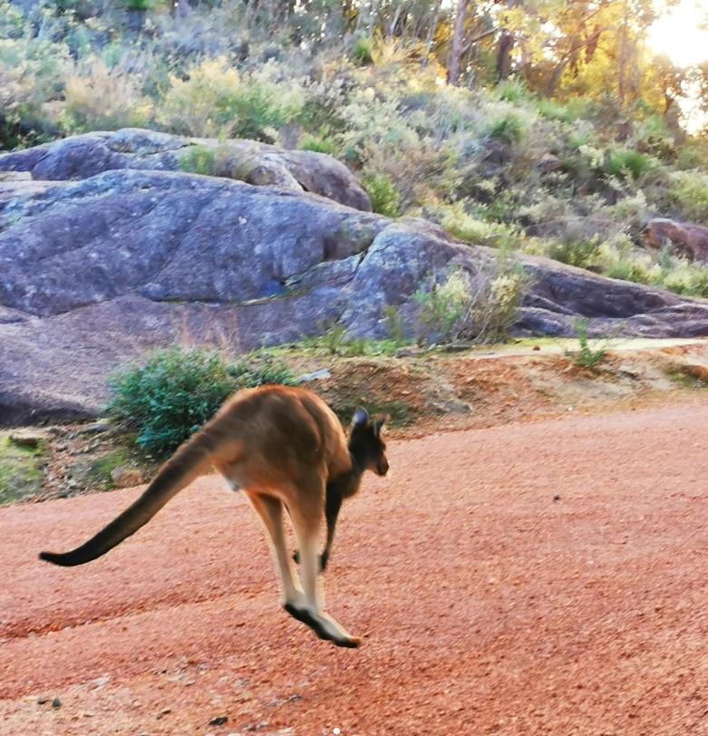Mahogany Inn And Distillery Mahogany Creek المظهر الخارجي الصورة